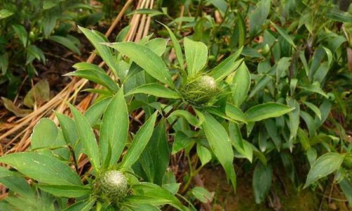 吃药用炭片有副作用吗网 | 吃药用炭片便秘怎么办,药用炭片吃了会拉黑便吗